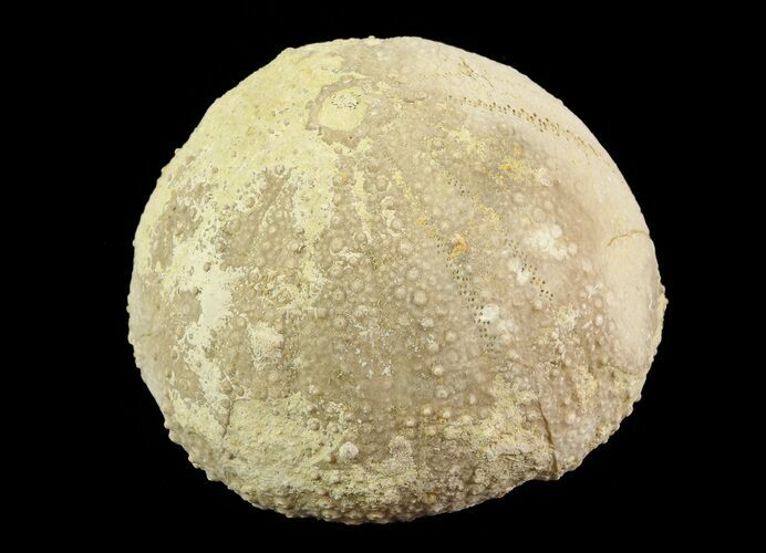 Psephechinus Fossil Echinoid (Sea Urchin) - Morocco #69871
